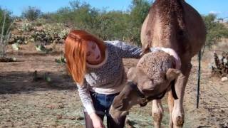 Hugs amp Kisses for my Dromedary Camel  Such a sweet girl [upl. by Marucci]