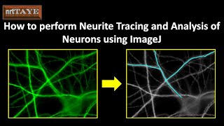 How to perform Neurite Tracing and Analysis of Neurons using ImageJ [upl. by Faxun231]