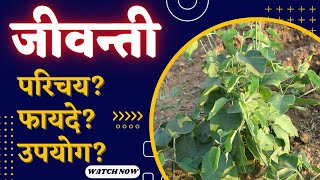 jivanti ke fayde  जीवन्ती का पौधा  जीवनी का पौधा  leptadenia reticulata  Dendrobium macraei [upl. by Urban]