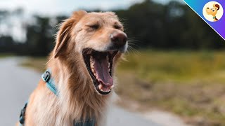 Your Dog Is Yawning THIS Is What It Really Means [upl. by Rossy]