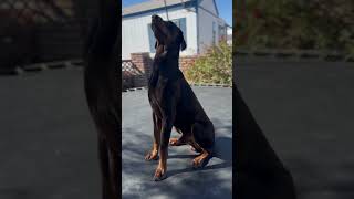 Great Doberman no clipped ears dog dobermantraining dogbreed swkanekennel shorts desert [upl. by Sergias620]