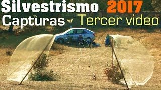 Capturas silvestrismo 2017 de jilguero pardillo y verderon Tercer video [upl. by Hasile]