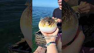 Finding a mate for the puffer fish animals love shorts [upl. by Sutelc]