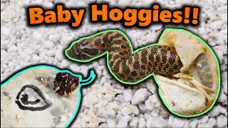 Really Cool Hognose Snakes Hatching [upl. by Kissie235]