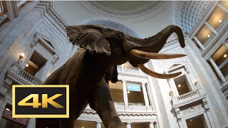 Natural History Museum New Dinosaur Exhibit Walking Tour in 4K  Washington DC [upl. by Wan]