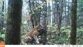 Wild Siberian Tiger in Russian Far East [upl. by Yatnod]