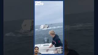 Big whale attack in boat fishing whalefish fish youtubeshorts shorts [upl. by Averyl]