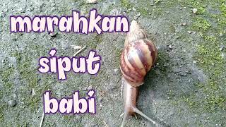 MARAHKAN SI SIPUT BABI [upl. by Dnomsaj]