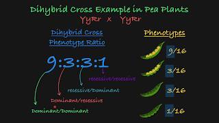 Dihybrid Cross Explained [upl. by Vivia]