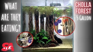 Adding Clown Killifish to our Thriving Cholla Wood Aquarium  2 month update Episode 2 [upl. by Yhtnomit]