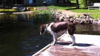 Hilarious Springer Spaniel loses his stick in the water [upl. by Oiril192]