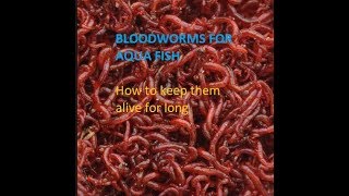 BLOODWORMS  Bloodworms for fish  How to keep them alive for a longer time [upl. by Zerla]