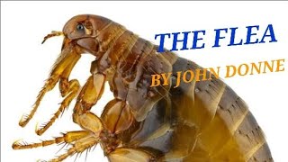 THE FLEA BY JOHN DONNE MCQ QUESTION AND ANSWERS [upl. by Charmain]