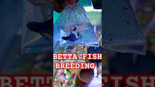 BETTA FISH BREEDINGbettafishtanksetupbettatanksetupbettafishbettafishtankmateaquariumbreeding [upl. by Hobart]