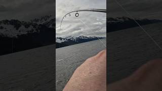 We caught someone’s line and it had a fish on it Seward Alaska snag fishing for sockeye salmon fish [upl. by Nolyaw]