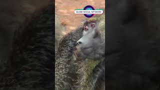 Baboons pick fleas off each other in a grooming ritual in Africa [upl. by Max329]