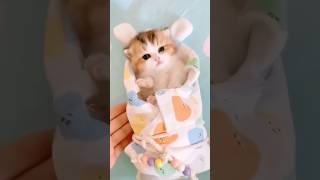 Candy kitty💖catlover shortvideotrendingshorts catscutecat meowlovers nyanpasucutebabykucing [upl. by Lonny]