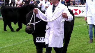 Gwartheg Duon Cymreig  Tarw ifanc  Welsh Black cattle  junior bull [upl. by Nanine17]