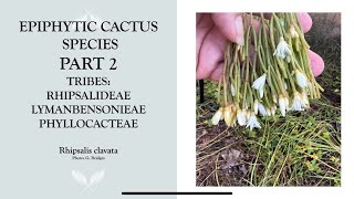 Epiphytic Cactus Species Part 2 Rhipsalis and more [upl. by Vasily]