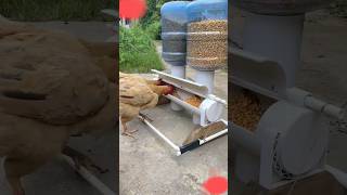 DIY Autocratic Chicken Feeder 0008 backyardchickens [upl. by Nnaeiluj]