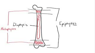 Chapter 6 Osseous Tissue [upl. by Ker]