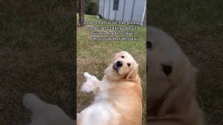 A golden retrievers diary goldenretriever funnydogs [upl. by Anat]