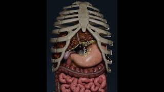 Ascites in liver cirrhosis 😱 [upl. by Mayor]