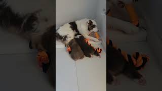 🥰 Cutest Puppy Dogs Family Ever [upl. by Allegna320]