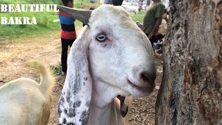 Beautiful Bakra In Lahore  EID 2022  Eid e Qurban [upl. by Nnahgiel]