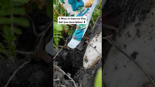 To fix hard compact clay soil do these 3 things in the fall covercrops organicgardening [upl. by Nonnairb]