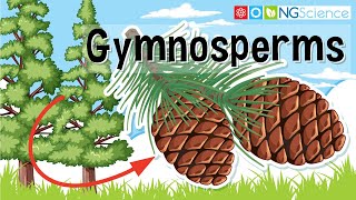 Gymnosperms [upl. by Aitnauq]