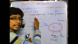 Penicillin mode of action cell wall biosynthesis inhibitors [upl. by Niaz]