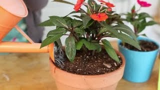 How to Keep Impatiens Alive Indoors Through the Winter  Indoor Planting [upl. by Anasiul723]