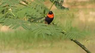 Pintailed Whydah amp Red Bishopsingapore [upl. by Assinna]