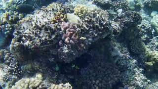 red sea coral reef Snorkling Pier  The Three Corners Egipt Marsa Alam [upl. by Harlin387]