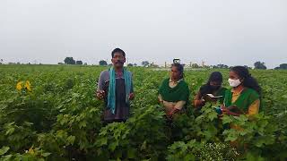 Mechanization development and implementation of NIQO Sprayer in cotton field insecticide spray [upl. by Patsy]