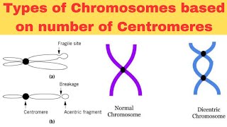 Types of Chromosomes based on number of Centromeres in UrduHindiAcrocentricMonocentric Dicentric [upl. by Amsirahc461]