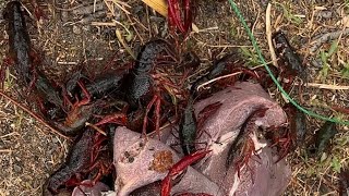 California Crawfish Catch and cook crawfish crayfish crawdads fishing catchandcook mudbug [upl. by Oihsoy373]