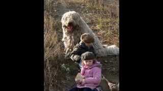 Komondor a családban  Komondor in the family [upl. by Lunn]