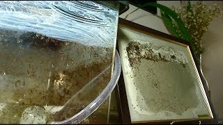 Habitat Nest Burrow™ Professional Ant FarmFormicarium Instructional Video [upl. by Htilil]