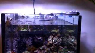 Vortech MP10 wave making on my 80L tank [upl. by Royall]