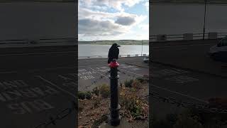 Raven in Dungarvan Ireland [upl. by Barcus]