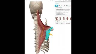 Scapular ADduction Retraction [upl. by Rhodie314]