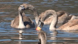 Group of young mute swans take some effort to eat a swimming apple [upl. by Anyotal]