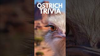 Unveiling Ostrich Speed Mysteries [upl. by Garrett]