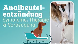 Mein Hund rutscht auf dem Po… 😳🐶 Analdrüse voll 🤔 [upl. by Eellah]