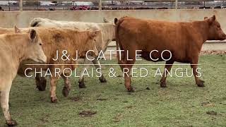 JampJ Cattle Co Bred Charolais amp Red Angus Heifers [upl. by Yelkao]