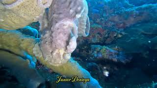 A Magnificent Giant Frog Fish Is YawningIn Moalboal Cebu Philippines 🇵🇭 [upl. by Amir]