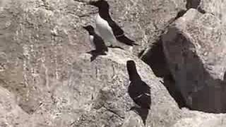 Razorbill Father Leads Chick to Sea from Projectpuffinorg [upl. by Karlow]