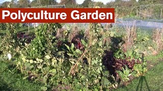 Polyculture Garden Introduction [upl. by Mellicent]